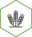 Wheat Icon